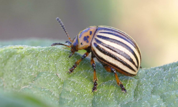 Колорадский жук сбежит с огорода: посадите эти три растения на участке
