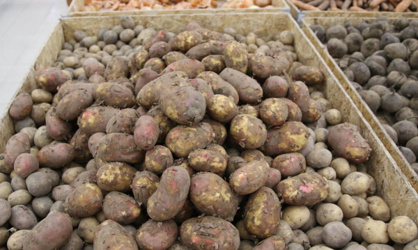 Два ведра крупной картошки с куста: 3 секрета для увеличения урожая